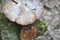Nature-themed closeup of mushrooms on the tree bark