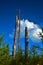 Nature, three trunks and beautiful blue sky, clouds in de background