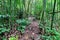 Nature trail bamboo forest in national park, Saraburi Thailand