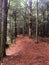 Nature trail through forest at Dells of Eau Claire County Park in Wisconsin