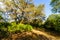 Nature Trail at Jelks Preserve Venice Florida