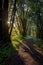 nature trail with sunlight filtering through trees