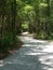 Nature trail wooded path winding road