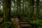 Nature trail with wooden plank bridge in tropical rain forest mountain hill north of Thailand, Hiking path with stairs in rain