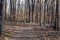 A Nature Trail with wooden trees and leaves