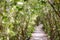 Nature Trails bridge In mangrove tree tunnel