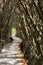 Nature Trails bridge In mangrove tree tunnel