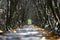 Nature Trails bridge In mangrove tree tunnel