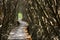 Nature Trails bridge In mangrove tree tunnel