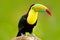 Nature travel in central America. Keel-billed Toucan, Ramphastos sulfuratus, bird with big bill. Toucan sitting on the branch in t