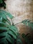 Nature tree background. Green fern leaf on broken brick concrete wall.