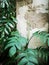 Nature tree background. Green fern leaf on broken brick concrete wall.