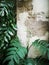 Nature tree background. Green fern leaf on broken brick concrete wall.