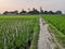 Nature tree, garden, agriculture, road, rice peddy