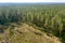 Nature tree nursery. aerial view from flying drone