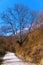 Nature, tree, road, mountain road, the girl on the horse, beauty