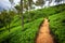 Nature trees and hills. Tea plantation. Sri Lanka.