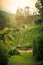 Nature trees and hills. Tea plantation. Sri Lanka.