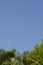 Nature of tropical green leaves and the moon with blue sky background.