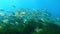 Nature undersea - Salema fish shoal over a green posidonia seaweed field