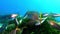 Nature undersea - Salema fish shoal swimming in a green posidonia field