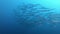 Nature underwater - big school of striped barracudas in dark blue sea