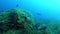 Nature underwater - Grouper fishes courtship