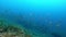 Nature underwater - Little fishes swimming over a posidonia field