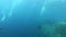 Nature underwater - Little tuna fishes swimming very fast in cloudy water