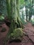 Nature untouched rocks tree roots