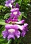 the nature varies begonia blossom flowers bunch