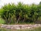 Nature.  Vegetation.  Yucca gloriosa. Young plant of Glorious Yucca in a flowerbed bordered with stones