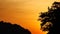 Nature video close up of silhouette Trees by wind with sunset in nature concept