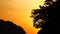 Nature video close up of silhouette Trees by wind with sunset in nature concept