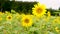 Nature Video scence of sunflowers in the field are lightly blown with sunflower background Flowering and leaves are turned towards