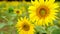 Nature video scienc of sunflowers in the field are lightly blown with sunflower background flowering and leaves are turned towards