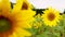 Nature video scienc of sunflowers in the field are lightly blown with sunflower background Flowering and leaves are turned towards