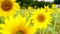 Nature video scienc of sunflowers in the field are lightly blown with sunflower background Flowering and leaves are turned towards