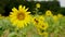 Nature video slow motion sunflowers in the field are lightly blown with sunflower background flowering and leaves are turned