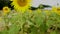 Nature video slow motion sunflowers in the field are lightly blown with sunflower background Flowering and leaves are turned