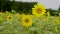 Nature video slow motion sunflowers in the field are lightly blown with sunflower background flowering and leaves are turned