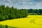 Nature view of bright yellow oilseed rape field. Copy space for text