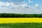 Nature view of bright yellow oilseed rape field. Copy space for text using as natural background, flowers landscape