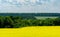 Nature view of bright yellow oilseed rape field with green forest on horizon and blue sky with white clouds