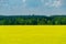 Nature view of bright yellow oilseed rape field. Rapeseed field under the blue sky on dark green forest background