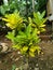 Nature view of croton plant with beautiful green and yellow leaves in garden