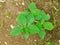 Nature view of Euphorbia heterophylla plant. Beautiful and fresh tropical green leaves in garden