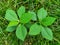 Nature view of Euphorbia heterophylla plant on green grass background. Beautiful and fresh tropical green leaves in garden