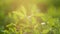 The nature view of green leaf on blurred greenery background in garden with sunbeam in spring.