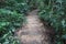 Nature walkway in forest at country Thailand